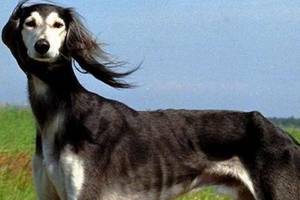 你知道细狗吗?一种狩猎犬,全称:中国细犬