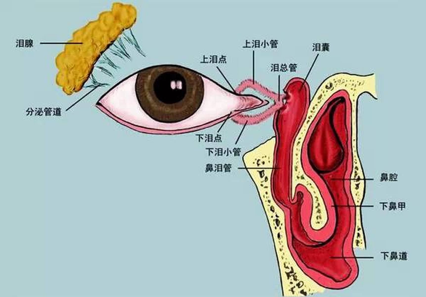 请您欣赏：人体眼睛解剖（精彩图集）