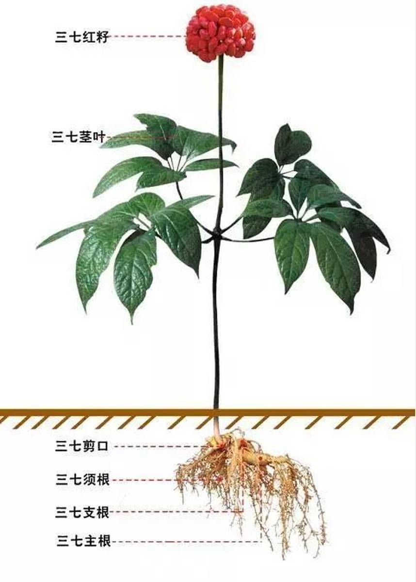三七种植7年后，其根部能长出多少个头？  第1张