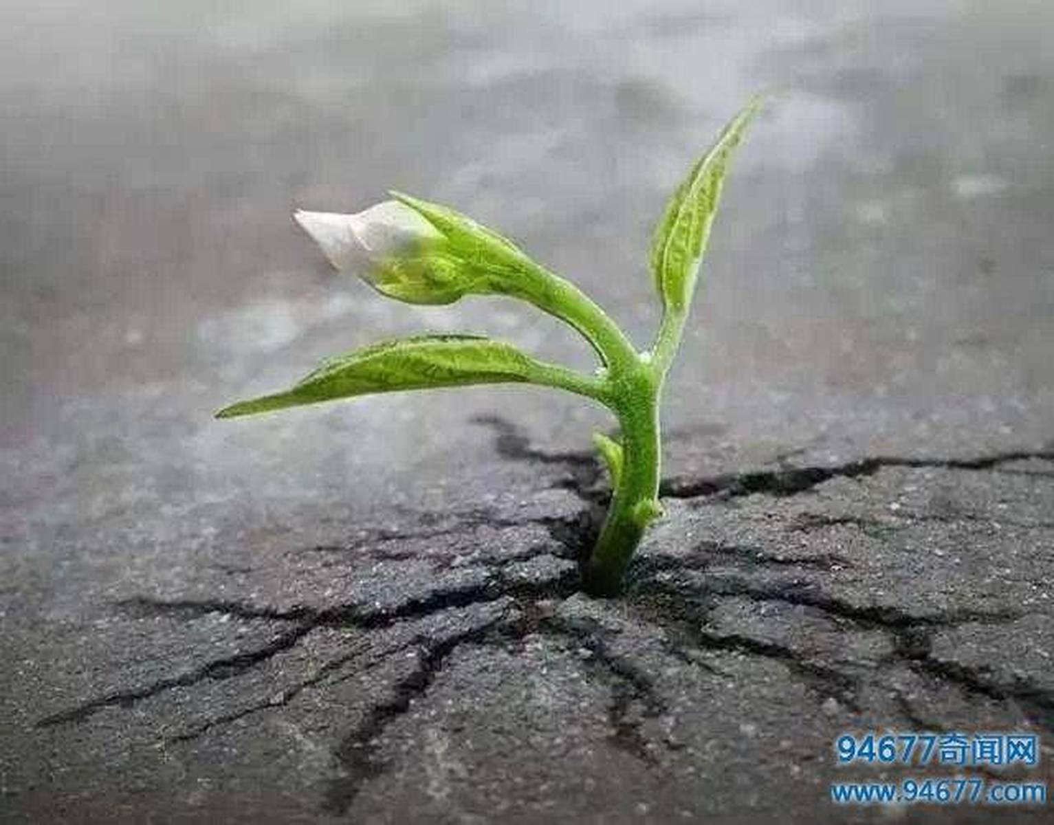 梦见鲜花根枯萎又生新根的预兆，重生与希望的象征