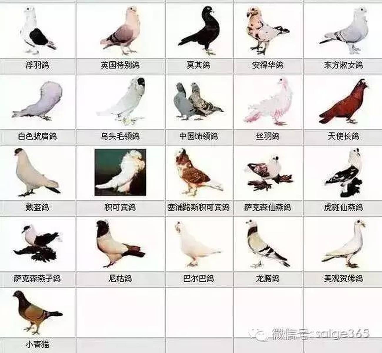 怎么购买国外鸽子品种呢