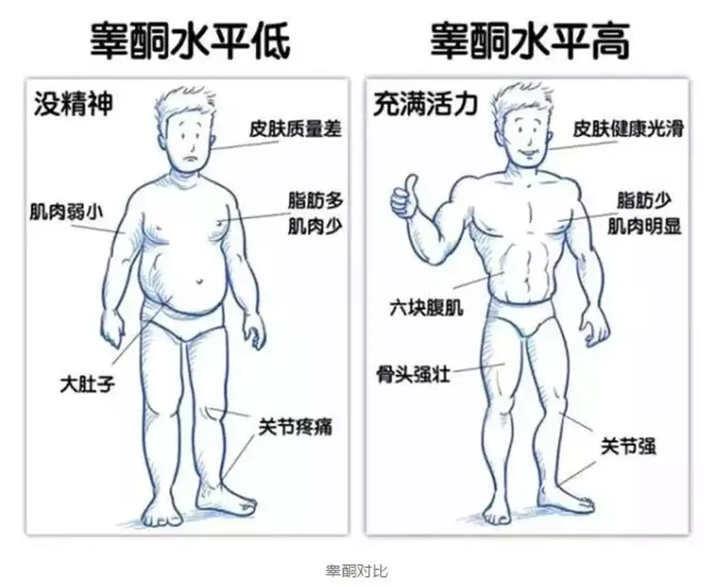 睾酮有什么用？为什么要促睾？