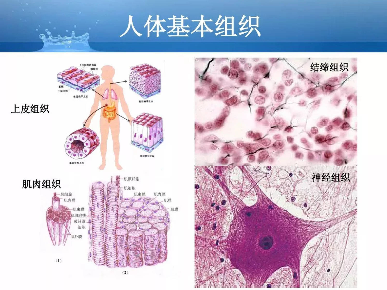 详细解剖 | 超全的人体解剖基础知识汇总