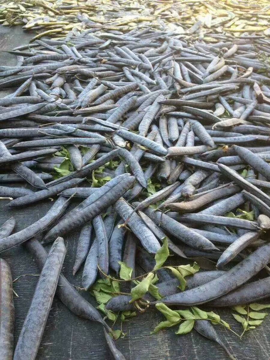 皂角树(皂角树)的栽培利用价值、皂荚有啥用、皂荚作用