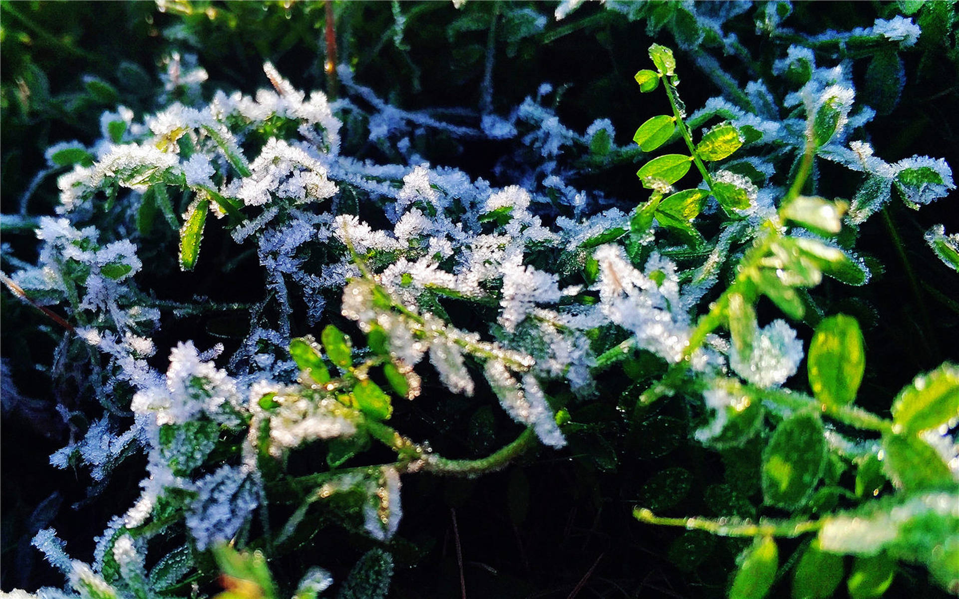 春雨夏阳秋风冬霜的霜
