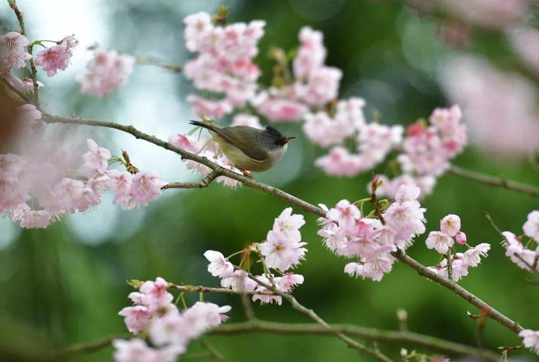 春暖花开打一个生肖，标准答案解答落实