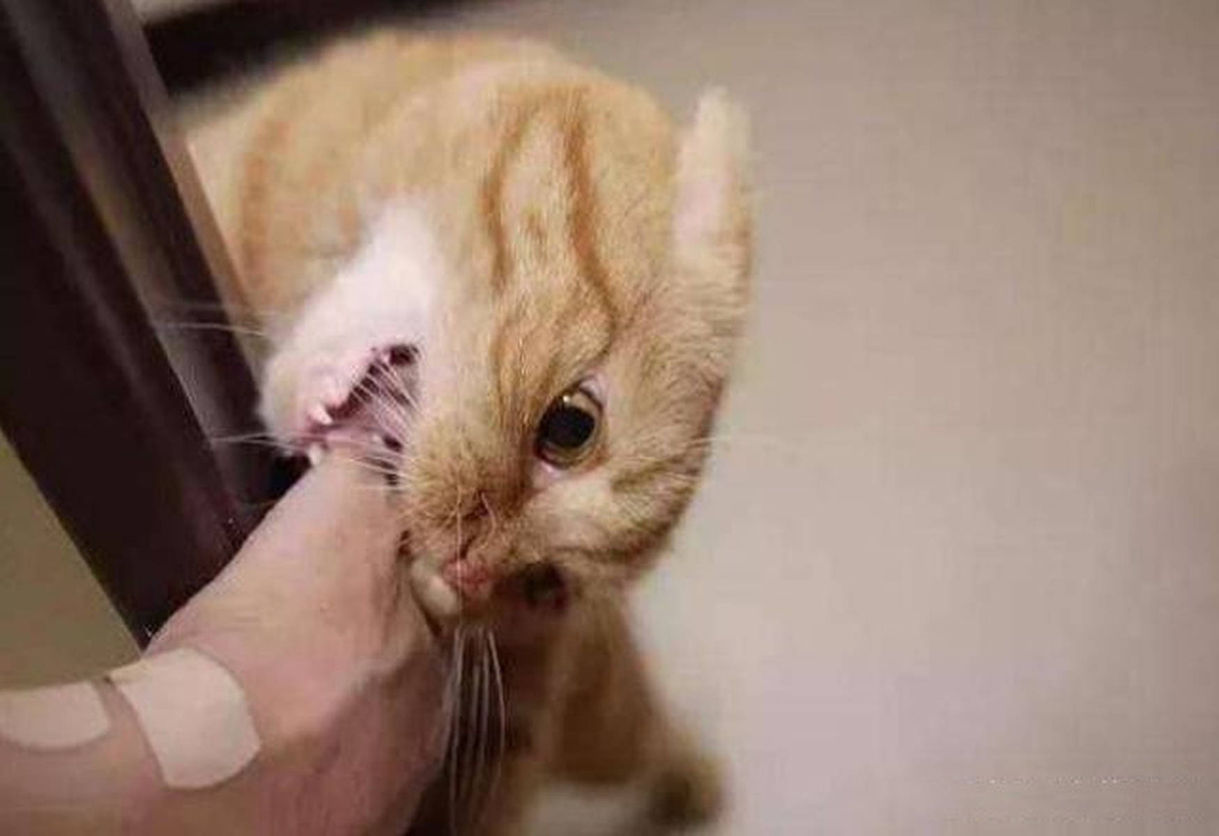 急急急！梦到被猫咬手，是身体预警还是心理暗号？
