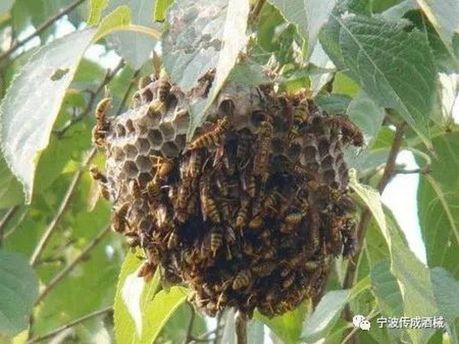 马蜂可以泡酒吗？泡酒有什么功效？看完值得收藏