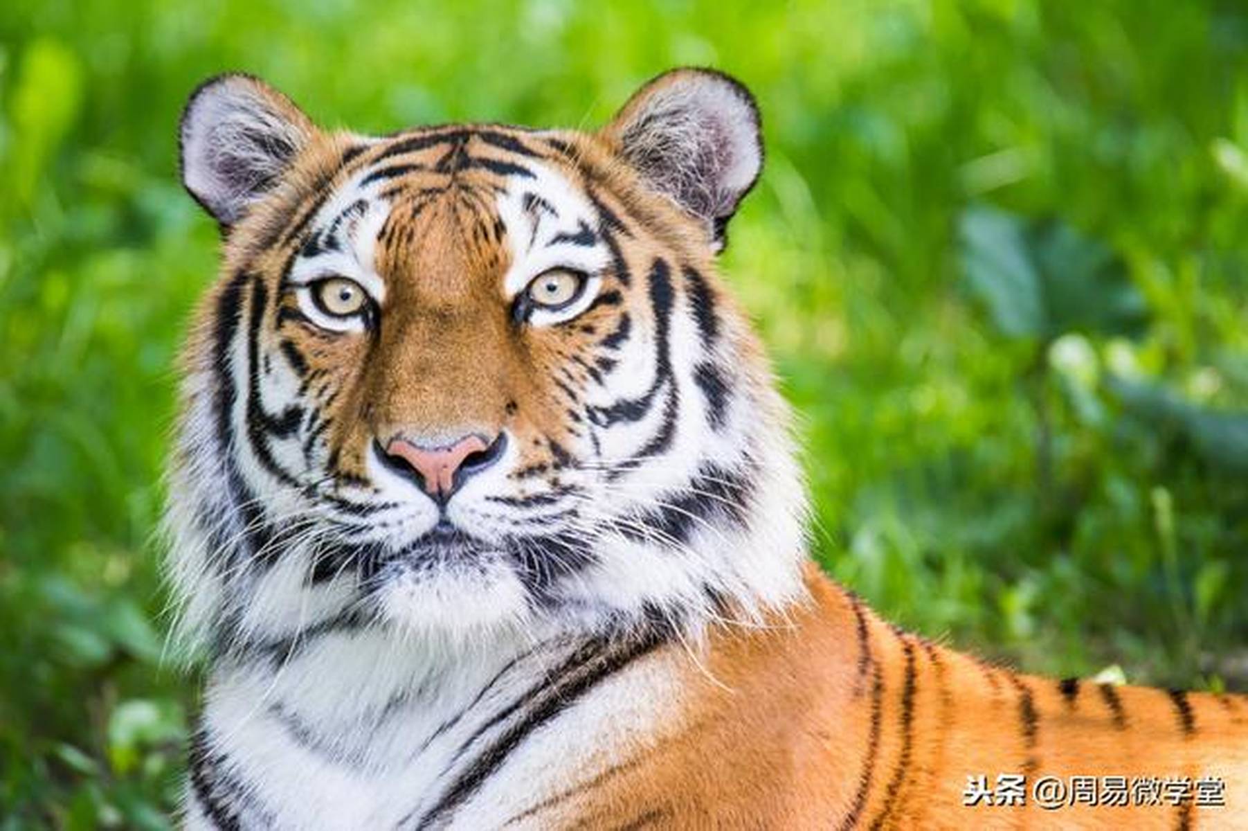 2020 庚子鼠年生肖运程﹣肖虎