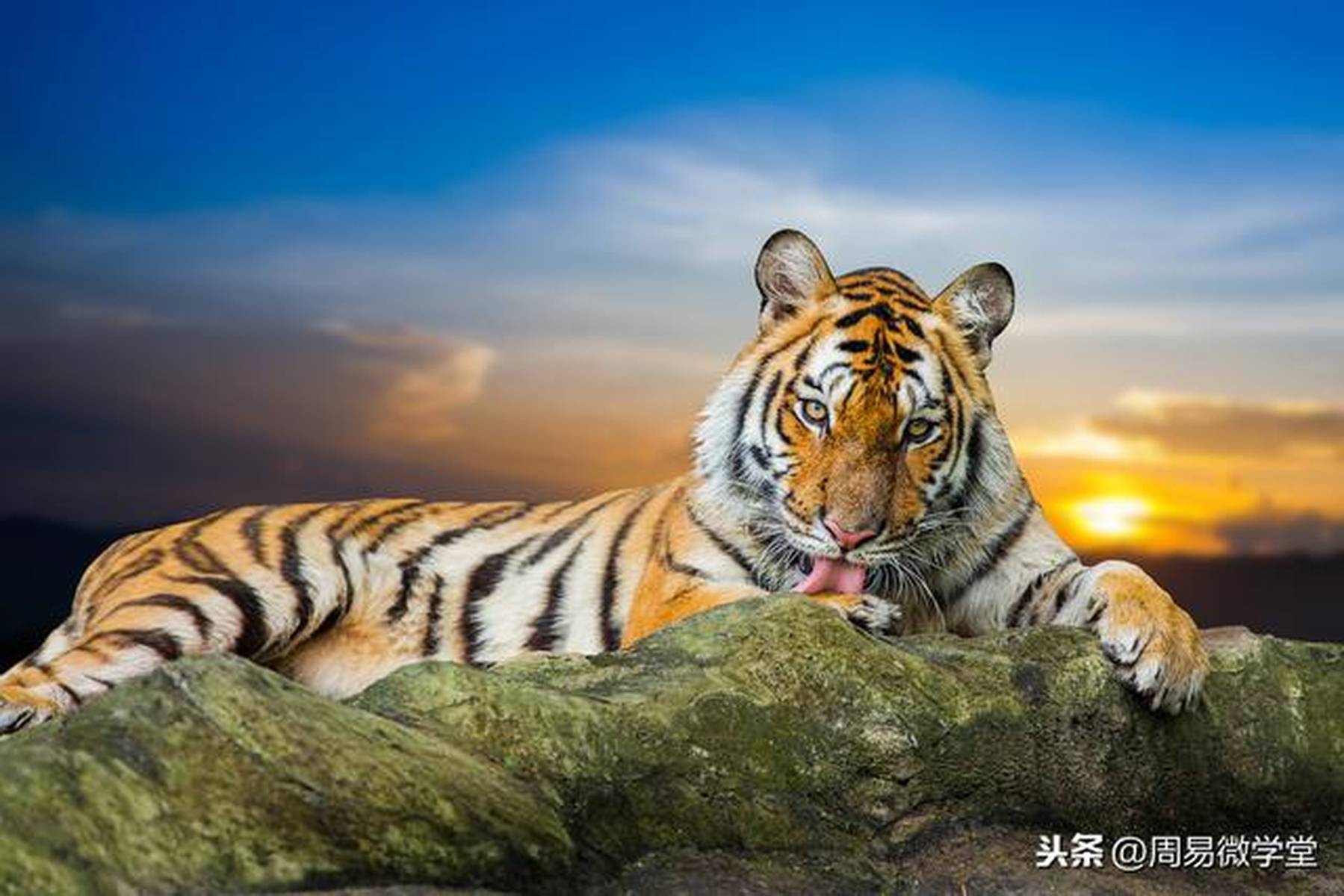 2020 庚子鼠年生肖运程﹣肖虎