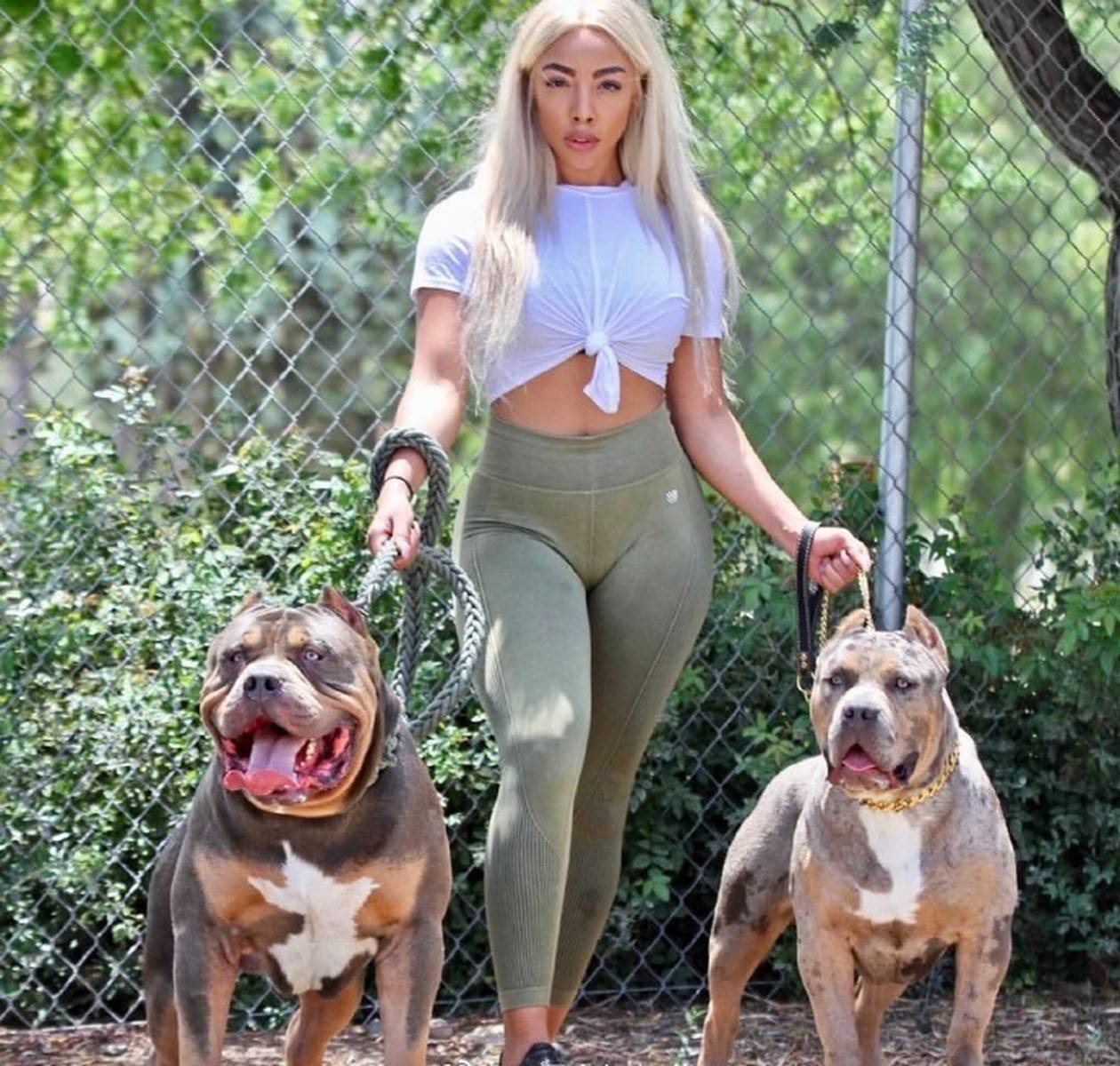 恶霸犬,美女的带刀侍卫