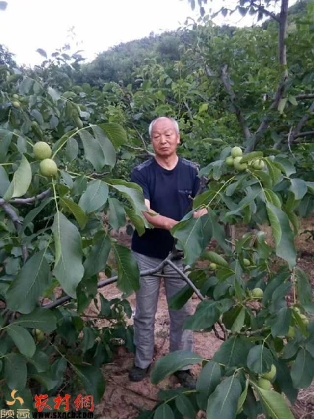 果树合作社