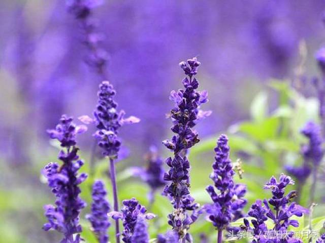 炎炎夏日养这样花卉最好(图1) 炎炎夏日养这样花卉最好(图1)