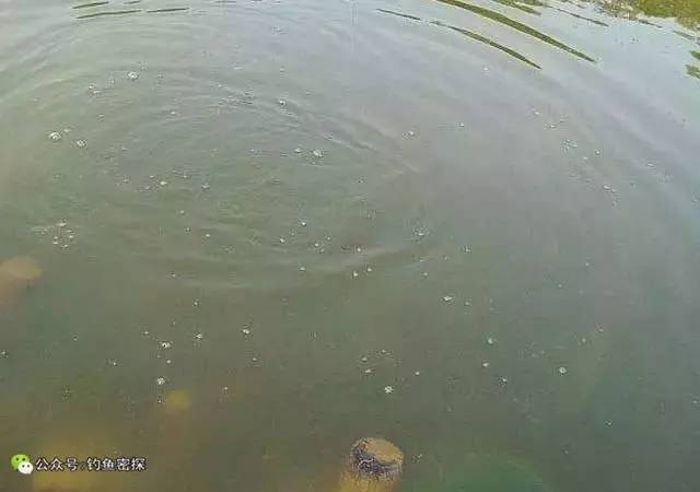钓鱼会看鱼星,就能知道水底鱼的种类,和重量大小