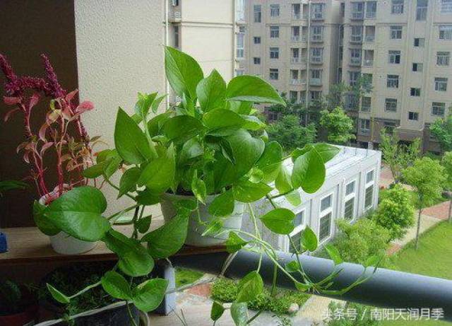 炎炎夏日养这样花卉最好(图5) 炎炎夏日养这样花卉最好(图5)