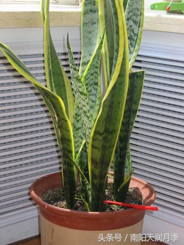 炎炎夏日养这样花卉最好(图4) 炎炎夏日养这样花卉最好(图4)