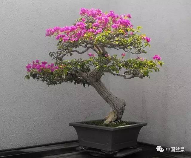 盆栽花树 9c04000219ba4eccae845e00c8950207.jpg