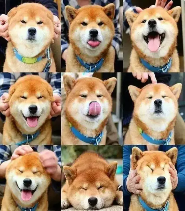 秋田犬是大型犬,常常一副严肃脸.柴犬是小型犬,基本都是微笑脸.