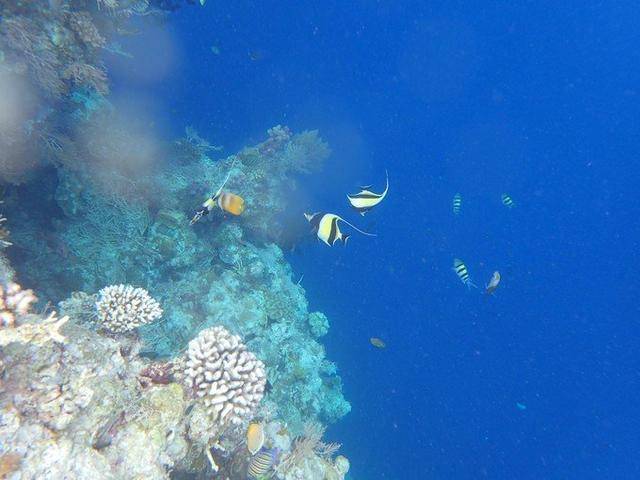 帕劳和马尔代夫哪个好?100张照片告诉你