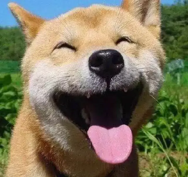 除了这种治愈系笑容外,柴犬还精通各类笑法.