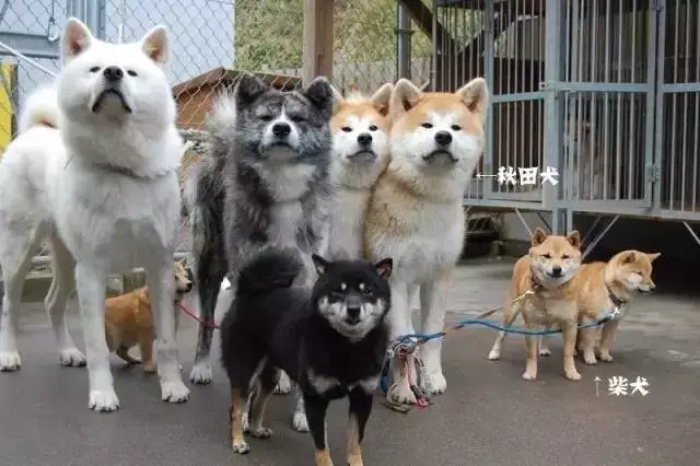 柴犬为什么叫戏精?看了这些表情包你就知道了!