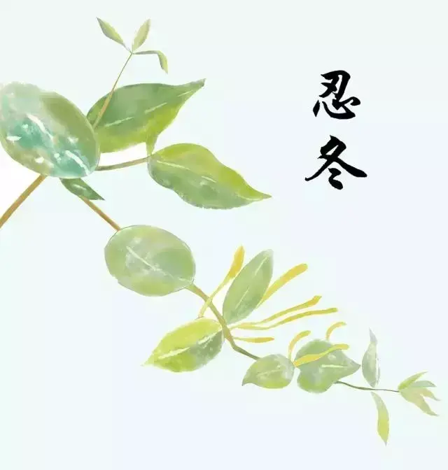 忍冬花性甘寒,功能清热解毒,消炎退肿,对细菌性痢疾和各种化脓性疾病