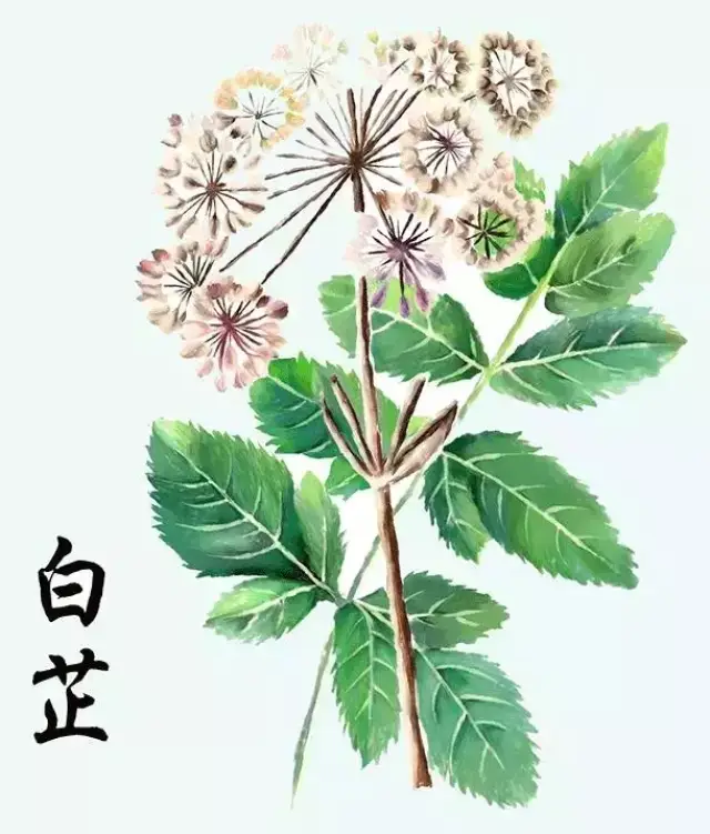 白芷:以根入药,有祛病除湿,排脓生肌,活血止痛等功能.