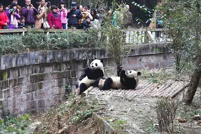 大熊猫生态旅游线路来啦!一路萌出血!