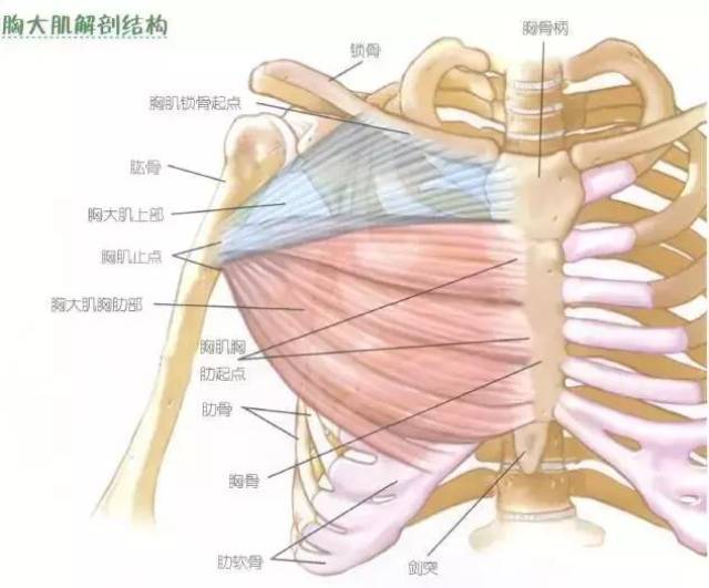 我们在谈论胸肌的时候,你了解胸部肌肉组成吗?