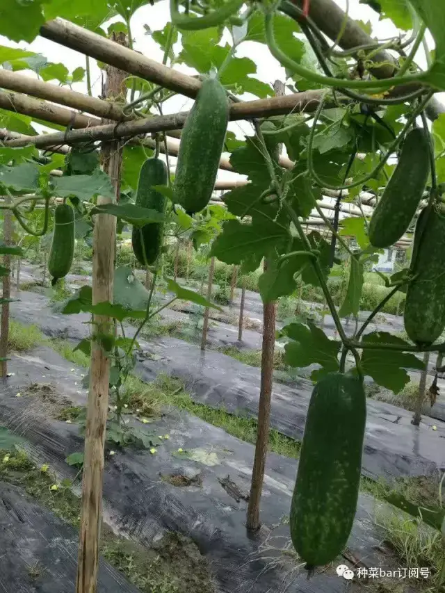 种菜bar节瓜大作战!吃货的n种玩法,吃转整个夏天