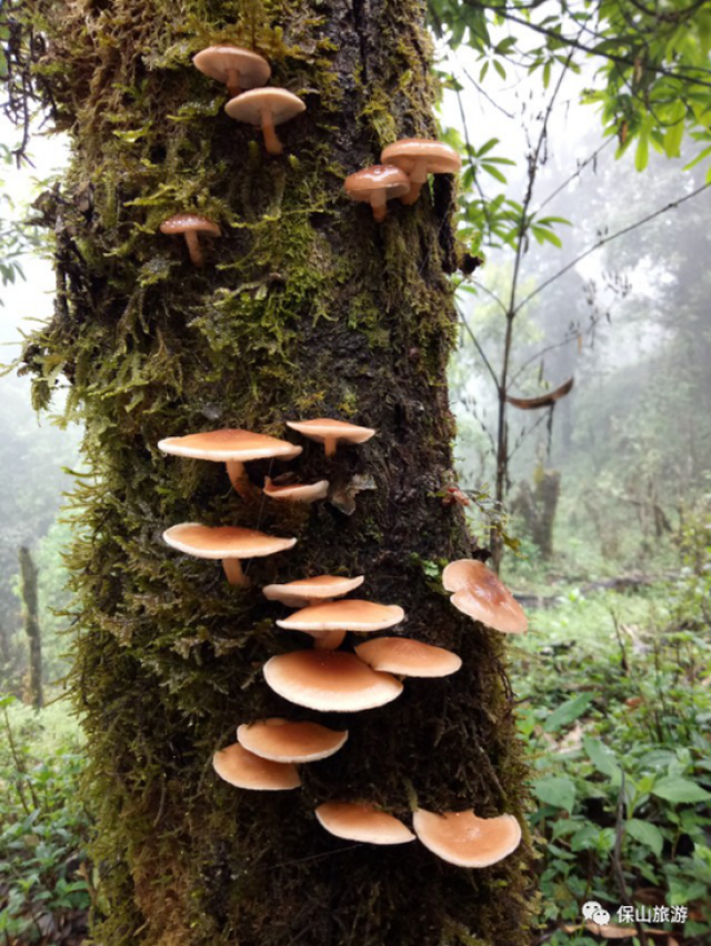 来自大山里的美味 昌宁耈街阿干山野生香菇