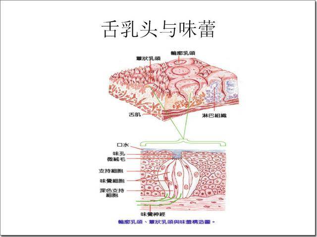 舌尖上的味蕾 (taste bud)