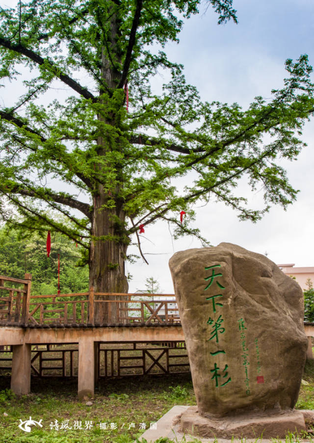 "天下第一杉"世界各国的水杉树都是它的后代子孙