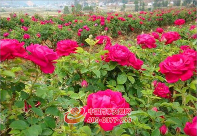 食用玫瑰深加工 延伸产业路(图1) 食用玫瑰深加工 延伸产业路(图1)