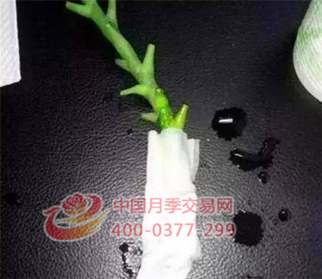 月季花扦插生根慢?教你一招快速生根法!(图2) 月季花扦插生根慢?教你一招快速生根法!(图2)