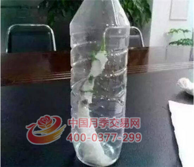 月季花扦插生根慢?教你一招快速生根法!(图4) 月季花扦插生根慢?教你一招快速生根法!(图4)