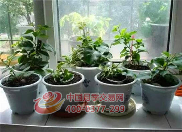 月季花扦插生根慢?教你一招快速生根法!(图5) 月季花扦插生根慢?教你一招快速生根法!(图5)