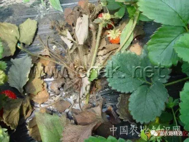 草莓死棵(根腐,枯黄萎病,青枯病)怎么治最有效