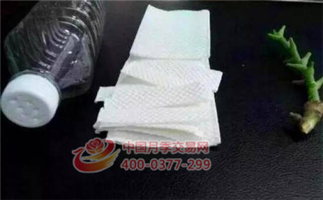 月季花扦插生根慢?教你一招快速生根法!(图1) 月季花扦插生根慢?教你一招快速生根法!(图1)