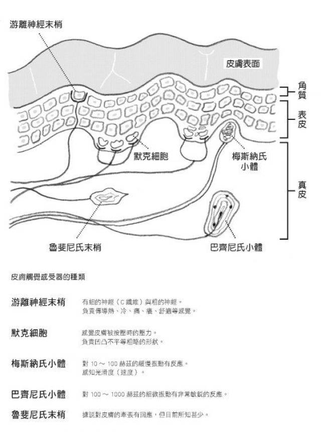 张有反应,但关于其解剖学上的理解或如何透过神经传导触觉刺激的机制