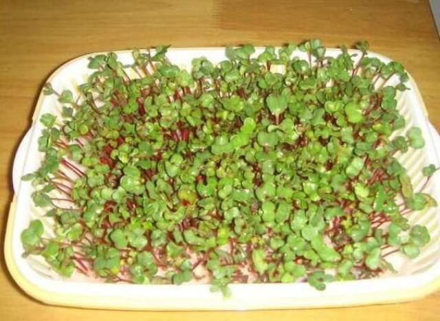 怎么在家种豌豆尖 ded1e475e6c94197ab128b6f197d819c.jpg