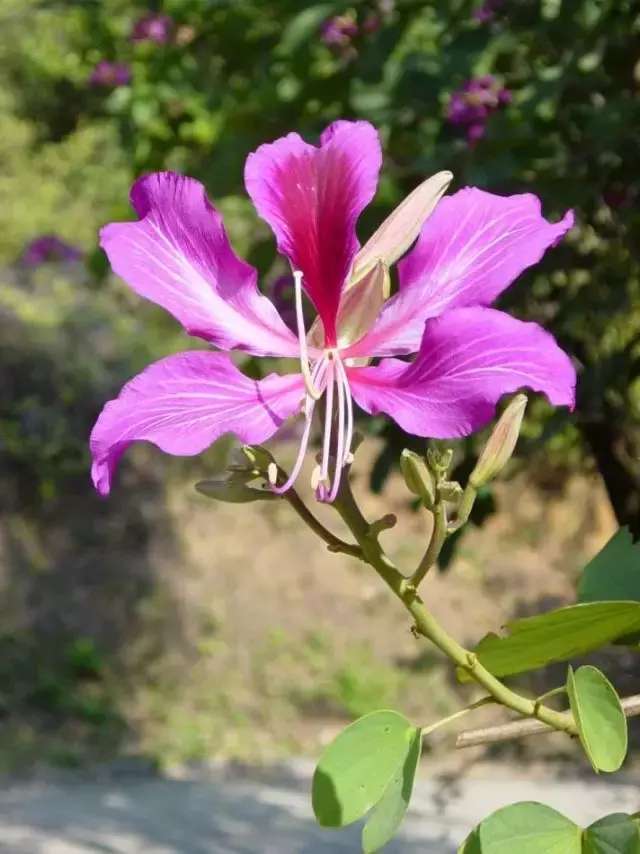 紫荆花到底是一种什么植物?