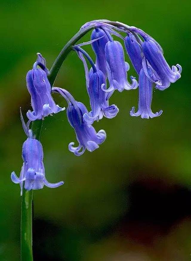幽灵之花水晶兰