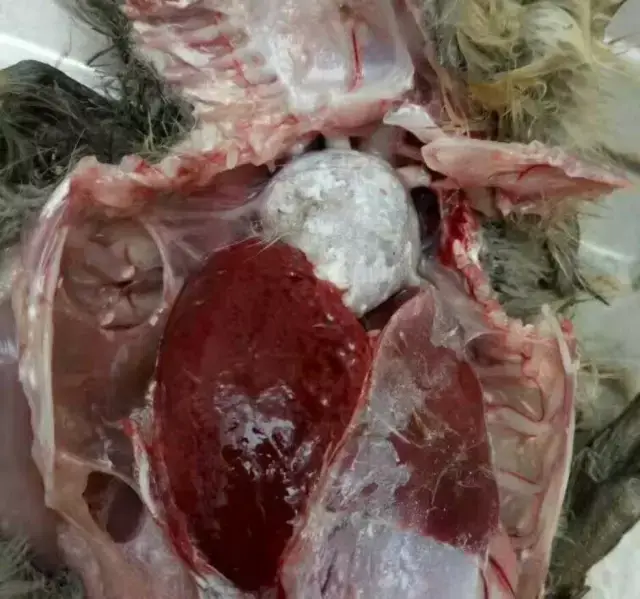 鹅痛风发病起因与控制