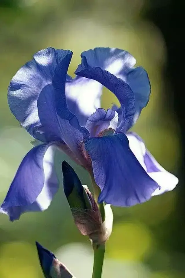 紫色鸢尾则寓意爱意与吉祥 五彩缤纷的鸢尾花齐开,就像蝴蝶飞舞于