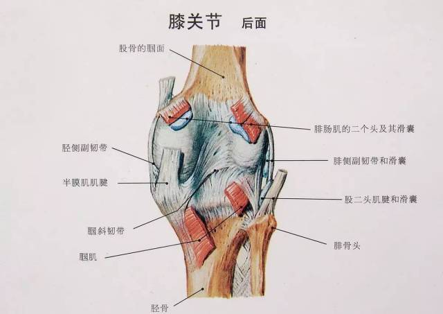 强力推荐|| 请善待你的"半月板"