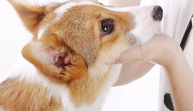 小狗眼屎多怎么办?六妙招教你轻松解决!