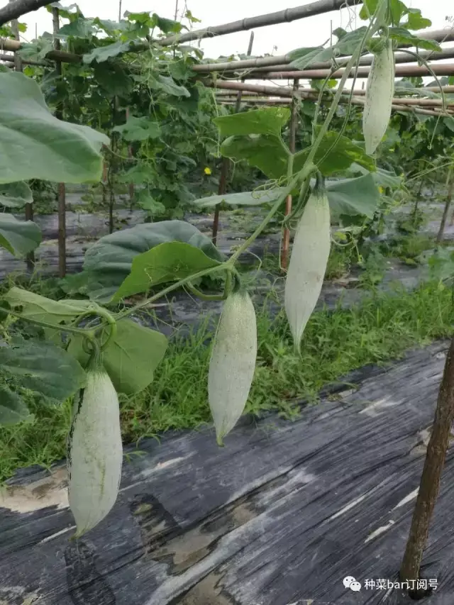 强势来袭种菜bar的老鼠瓜你们有木有见过