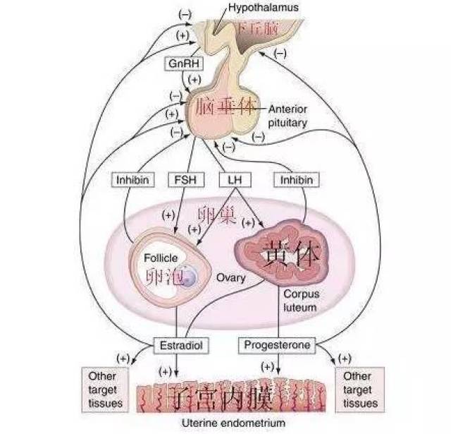 下丘脑-垂体-卵巢轴(hpo轴)示意图