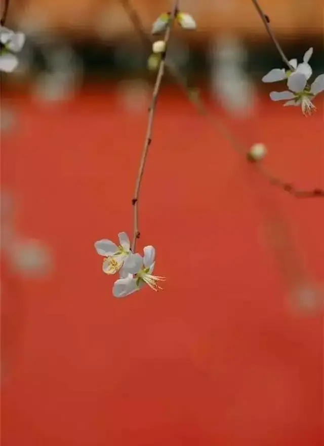 多情自古伤离别,更那堪,冷落清秋节!今宵酒醒何处?杨柳岸,晓风残月.